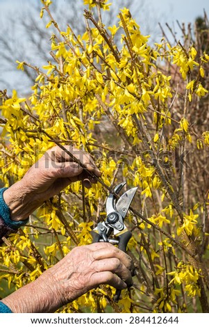 Old woman using garden pruner, spring background