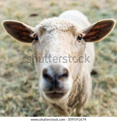 Curious sheep, funny domestic animal
