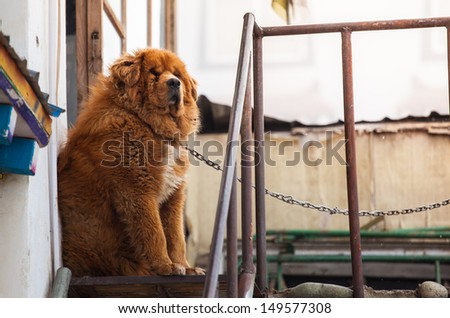 Tibetan mastiff