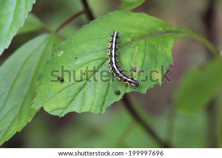 Caterpillar on leaf, larva in garden, Thailand