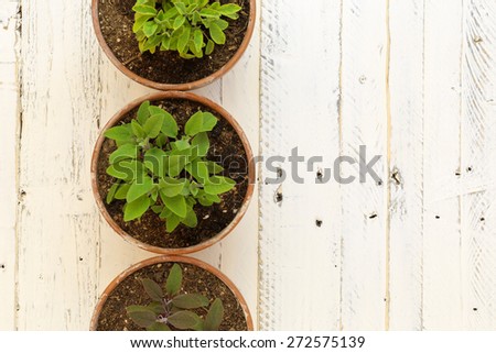 Purple, Common and golden sage spice bushes in clay plant pots on white painted wooden background
