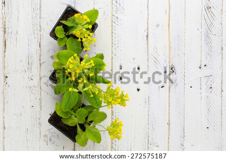 Primula veris common cowslip yellow flowers in black plant pots on white painted wooden background