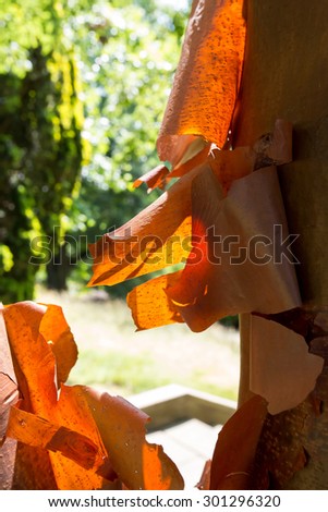 Acer griseum chinese paperbark maple orange pealing bark