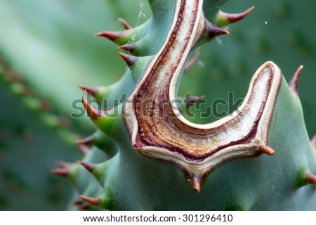 Mountain Aloe \'Aloe Marlothii\' succulent South African plant