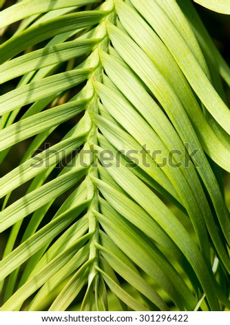 Wollemi pine tree leaf detail, \'Wollemia nobilis\' from Australia