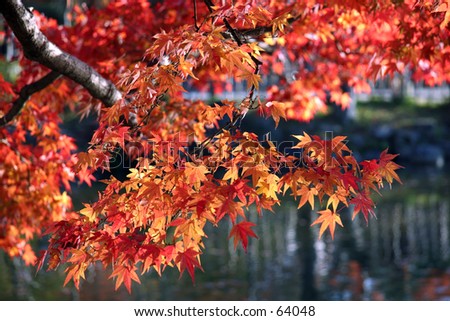 Brightly colored leaves on a tree branch.