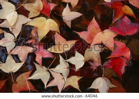 Fall leaves in water.