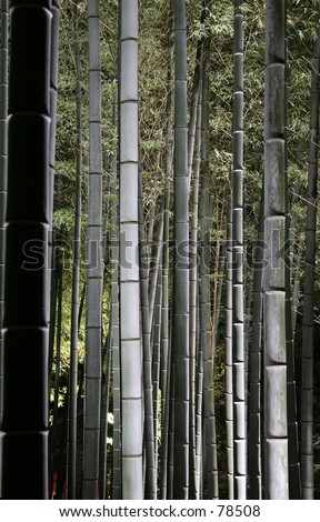 Bamboo forest at night.