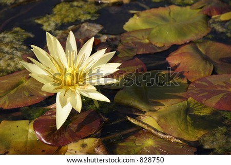 Fall flowers in a lily pond with decaying lily pads around them