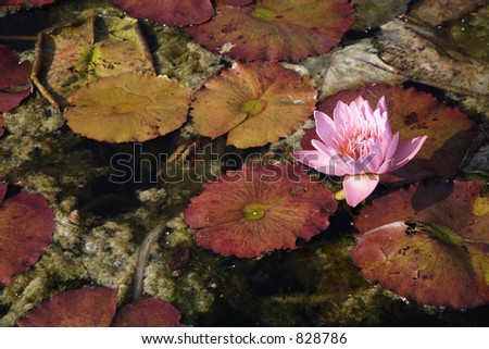 Fall flowers in a lily pond with decaying lily pads around them