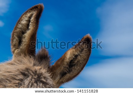 Donkey ears with blue sky