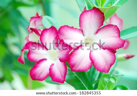 Red Desert Flower, adenium obesum.