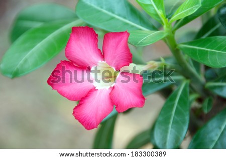 Adenium obesum, desert flower, the red one closeup in the morning light.