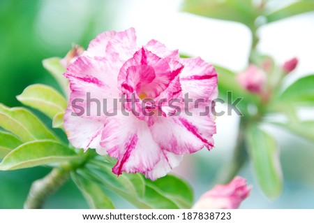 Pink and white desert flower, adenium obesum.