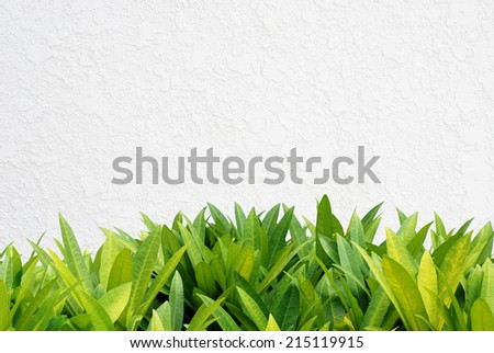 Green leaves and white cement wall, background, template