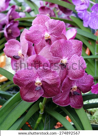 Purple orchids bouquet, tropical flower