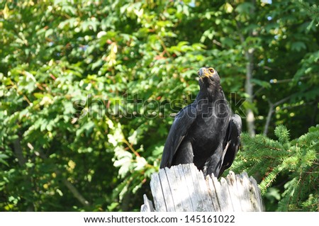 African Black Eagle
