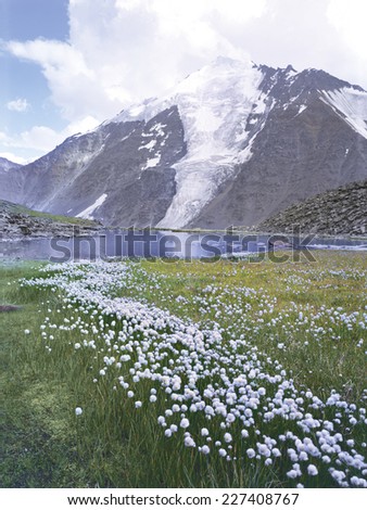mountains altai flowers lakes glaciers clouds green grass