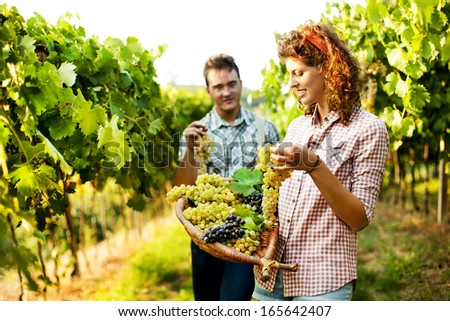 farmers harvesting  grapes in a vineyard