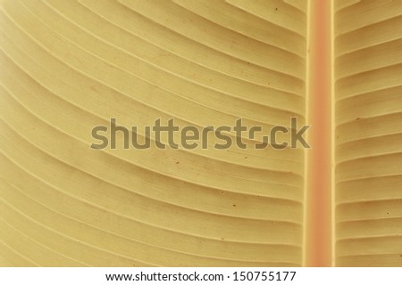 dry banana leave as a background