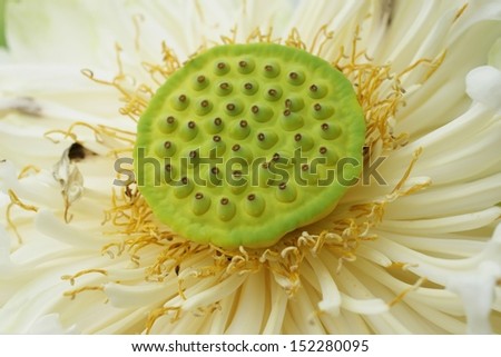 closeup of lotus seed