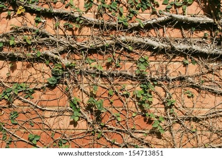 climber plant on wall
