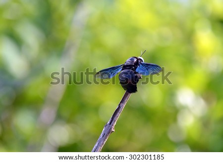 big black bee color flying insects sitting on a twig