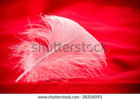 Single white bird feather in artistic photo