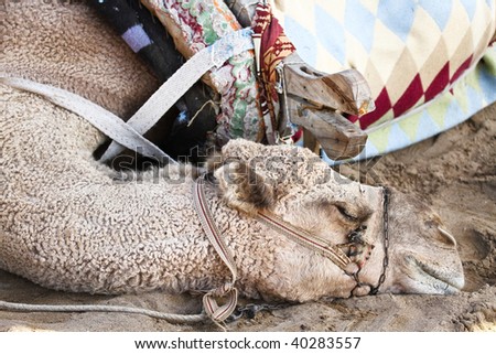 camel, face animal in Turkey