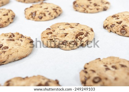 Homemade chocolate chip cookie just baked on a tray
