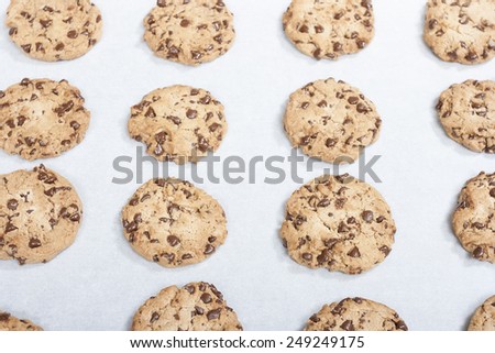 Homemade chocolate chip cookie just baked on a tray