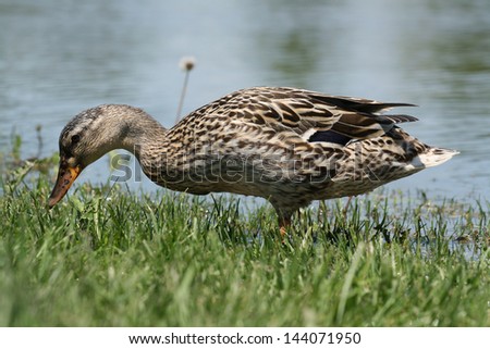 duck with head down in grass with lake in background