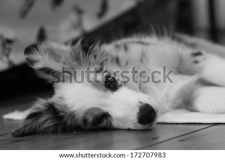 black and white image of an Australian Shepherd puppy lying on a wood floor