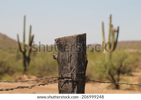 Fence post and barbed wire with giant cactus in background