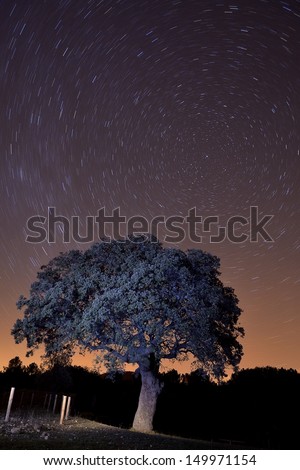 A tree is drawn to the paths of stars in the middle of the night.