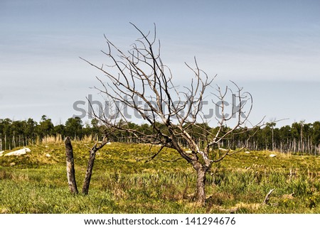Withered bent tree