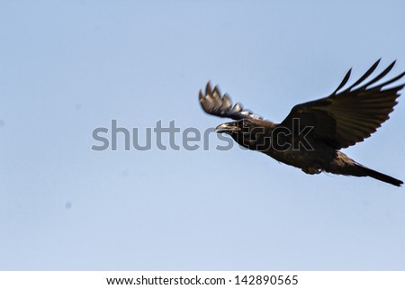 Flying black crow