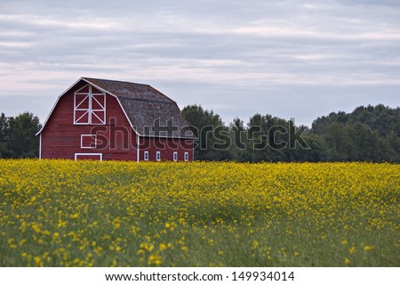 A red barn with white trim in a yellow canola field with trees in the background