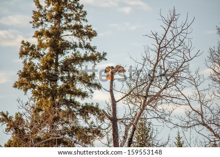 A falcon landing on a tree with its wings spread