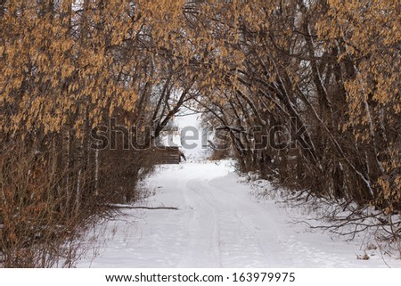A tree lined driveway covered with snow