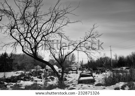 Tall bare tree overhanging a yard filled with abandoned vehicles in black and white