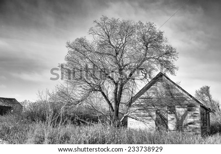 Abandoned old shack beside tall bare tree in black and white