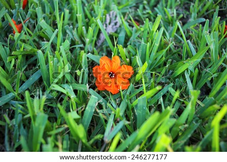 Bright orange flower laying on green grass
