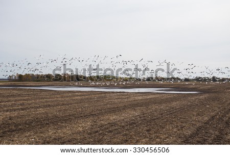A large flock of geese flying up over a small pond of water on a cultivated field in autumn