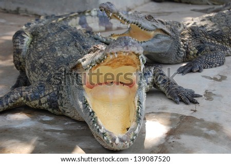Inside crocodile mouth