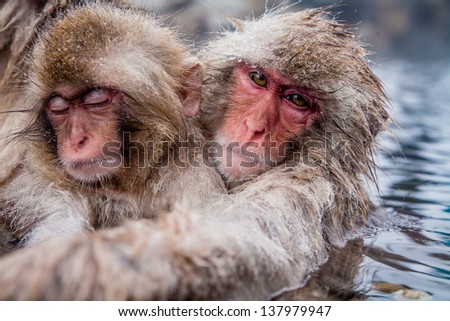 Shot in a hot springs near Nagano, Japan, this mother and child Japanese Macaque relaxed in the afternoon/Japanese Macaque Mother & Child.  Title: Mother and Child Macaque Monkeys
