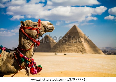 A photo of the Giza Pyramids outside of Cairo, Egypt.  An iconic image of ancient times and places.  Title: Camel of Giza
