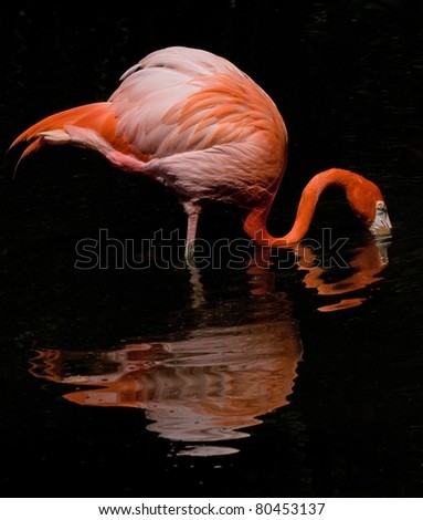 Flamingo Feeding