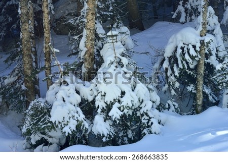 This is dark forest in Caucasus mountains in winter