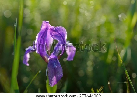 This is wild iris in Caucasus heath in morning